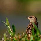 Moineau Femelle