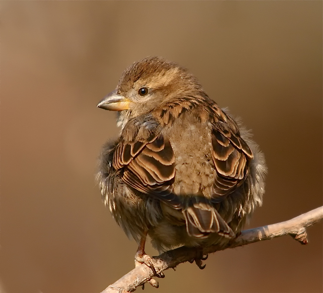 Moineau femelle