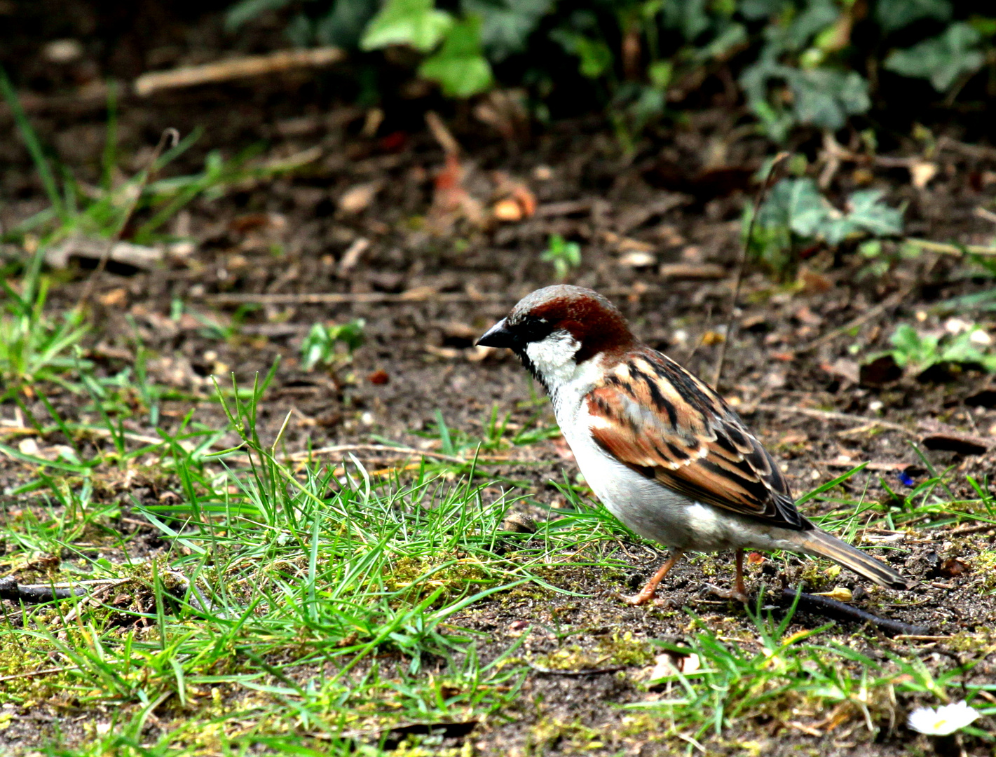 Moineau Friquet