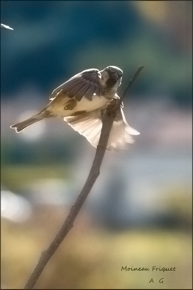 Moineau Friquet