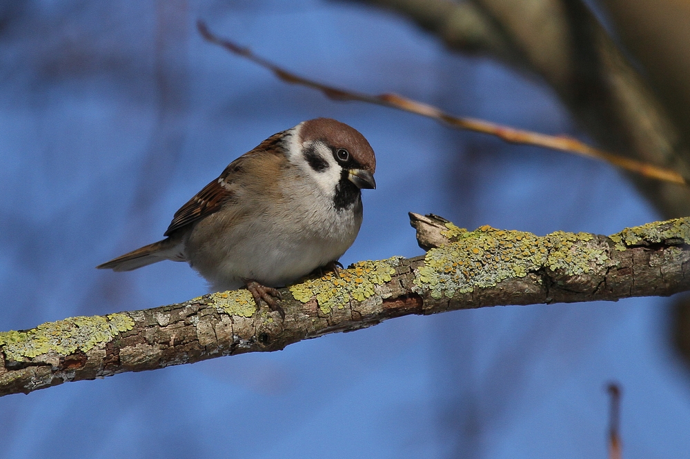 Moineau Friquet 2