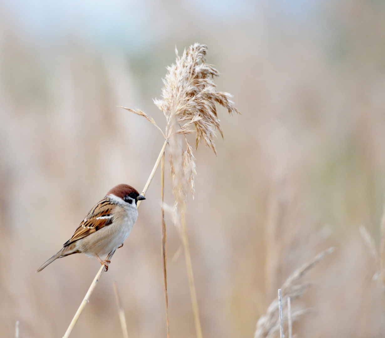 moineau friquet