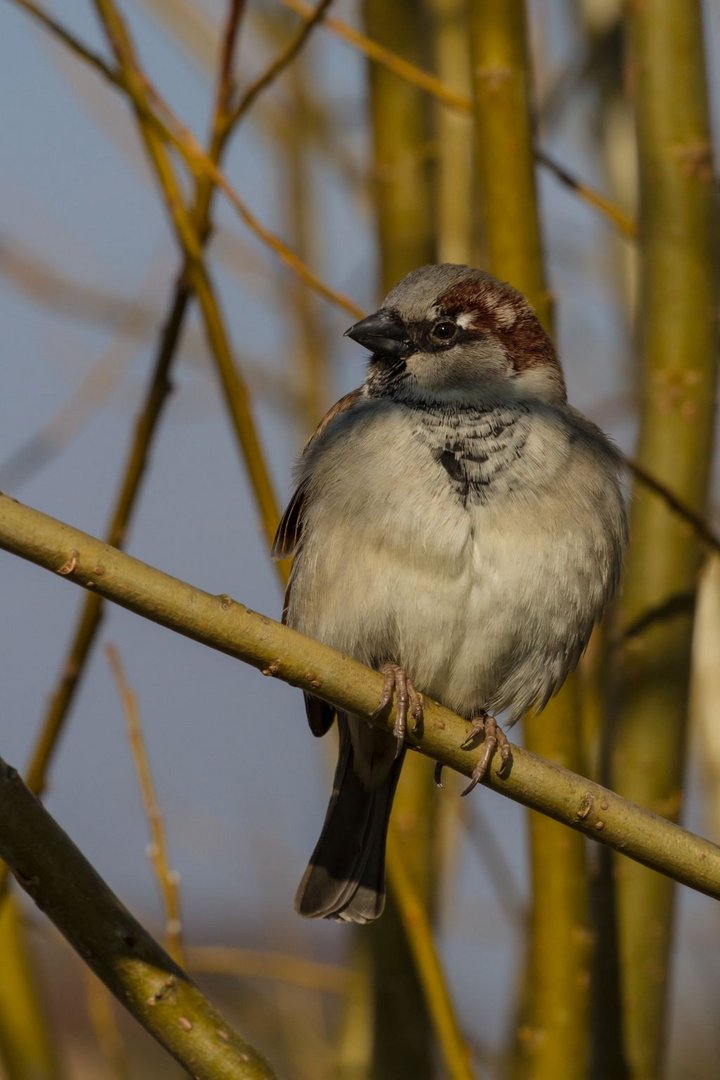 Moineau friquet