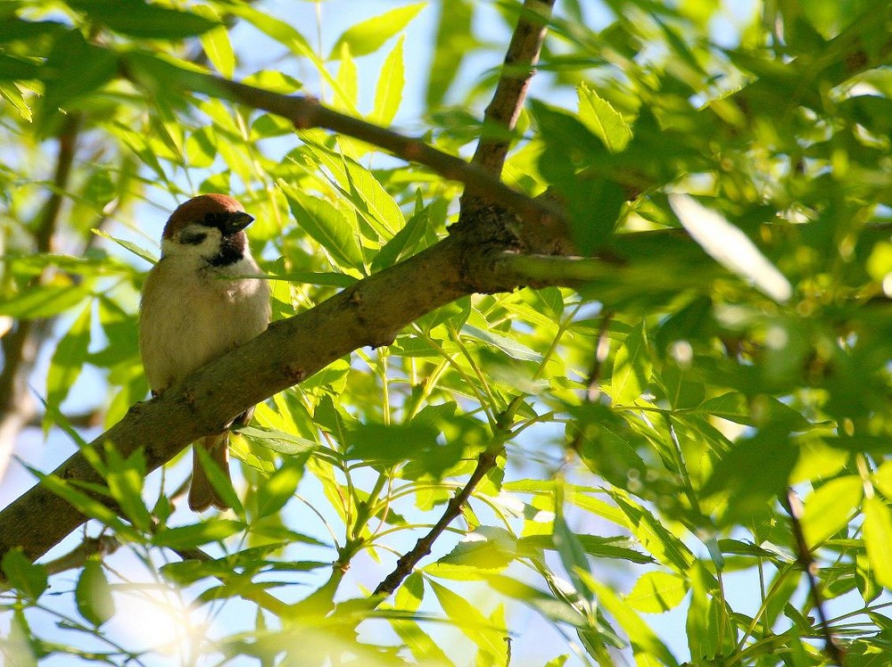 Moineau friquet