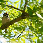 Moineau friquet