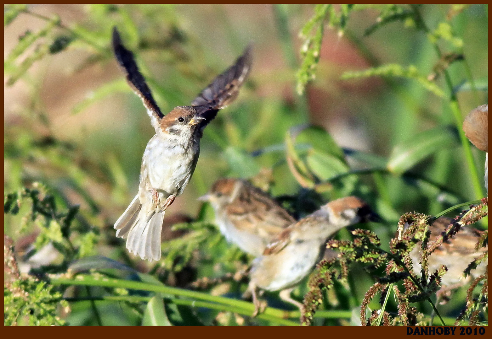 MOINEAU FRIQUET