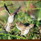 MOINEAU FRIQUET