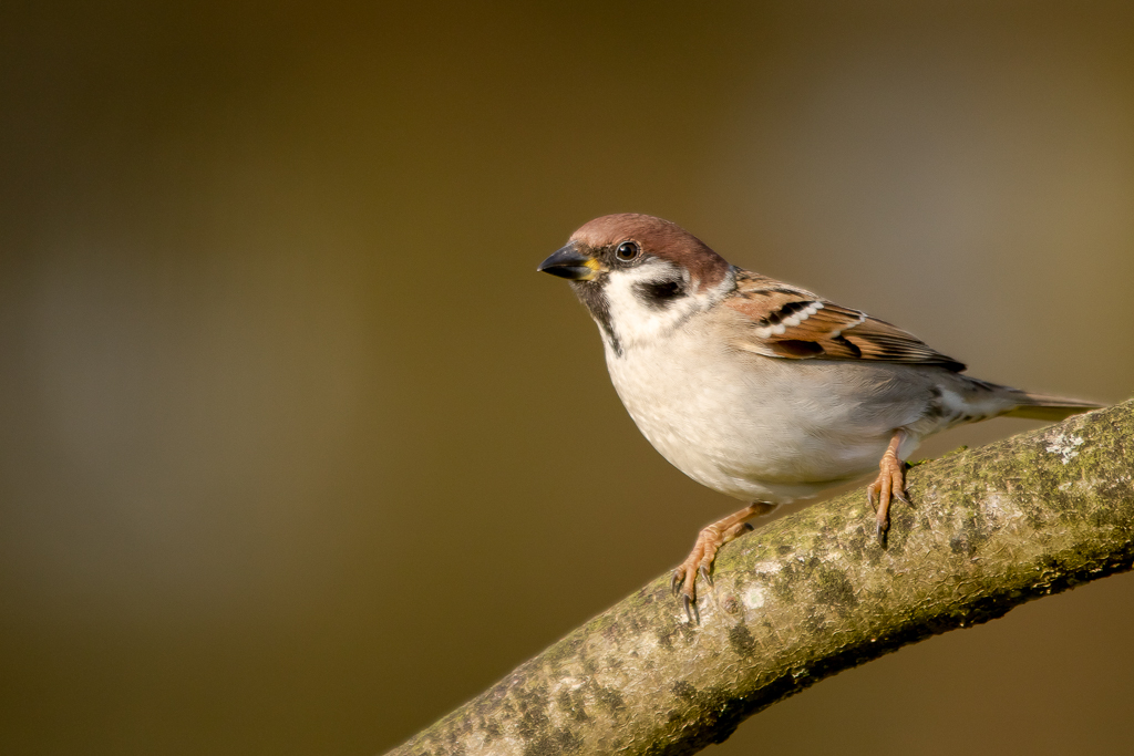 Moineau friquet