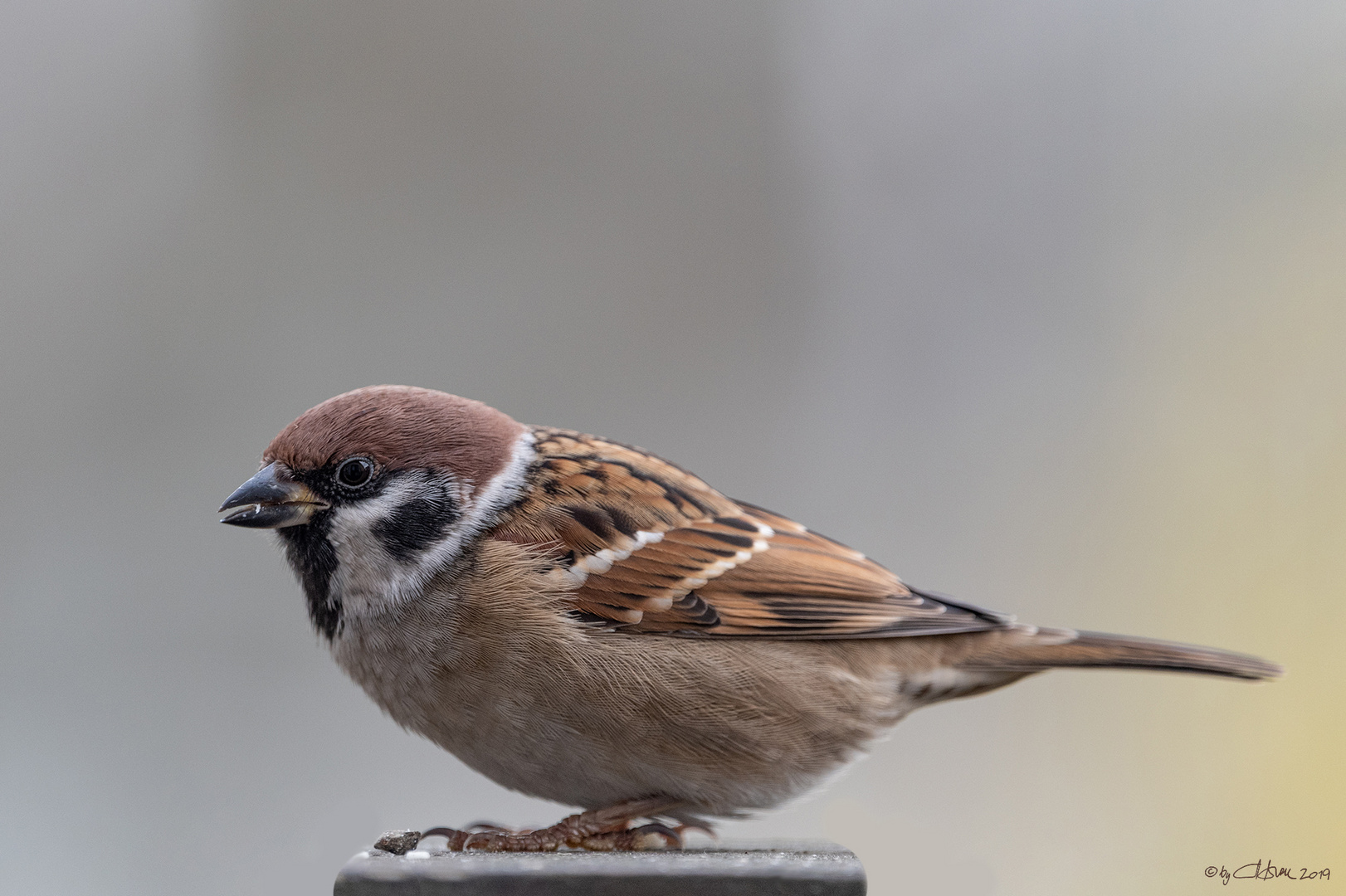 Moineau friquet (Passer montanus)