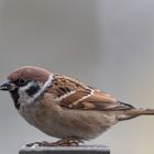 Moineau friquet (Passer montanus)