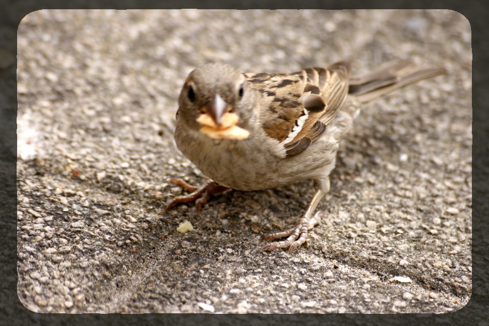 moineau I