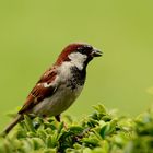 Moineau Male