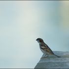 Moineau Parisien