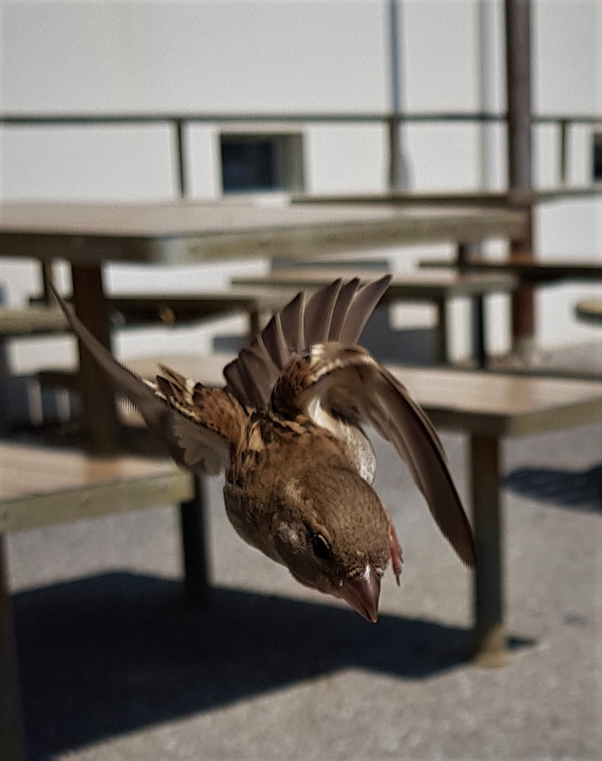 moineau voltigeur 