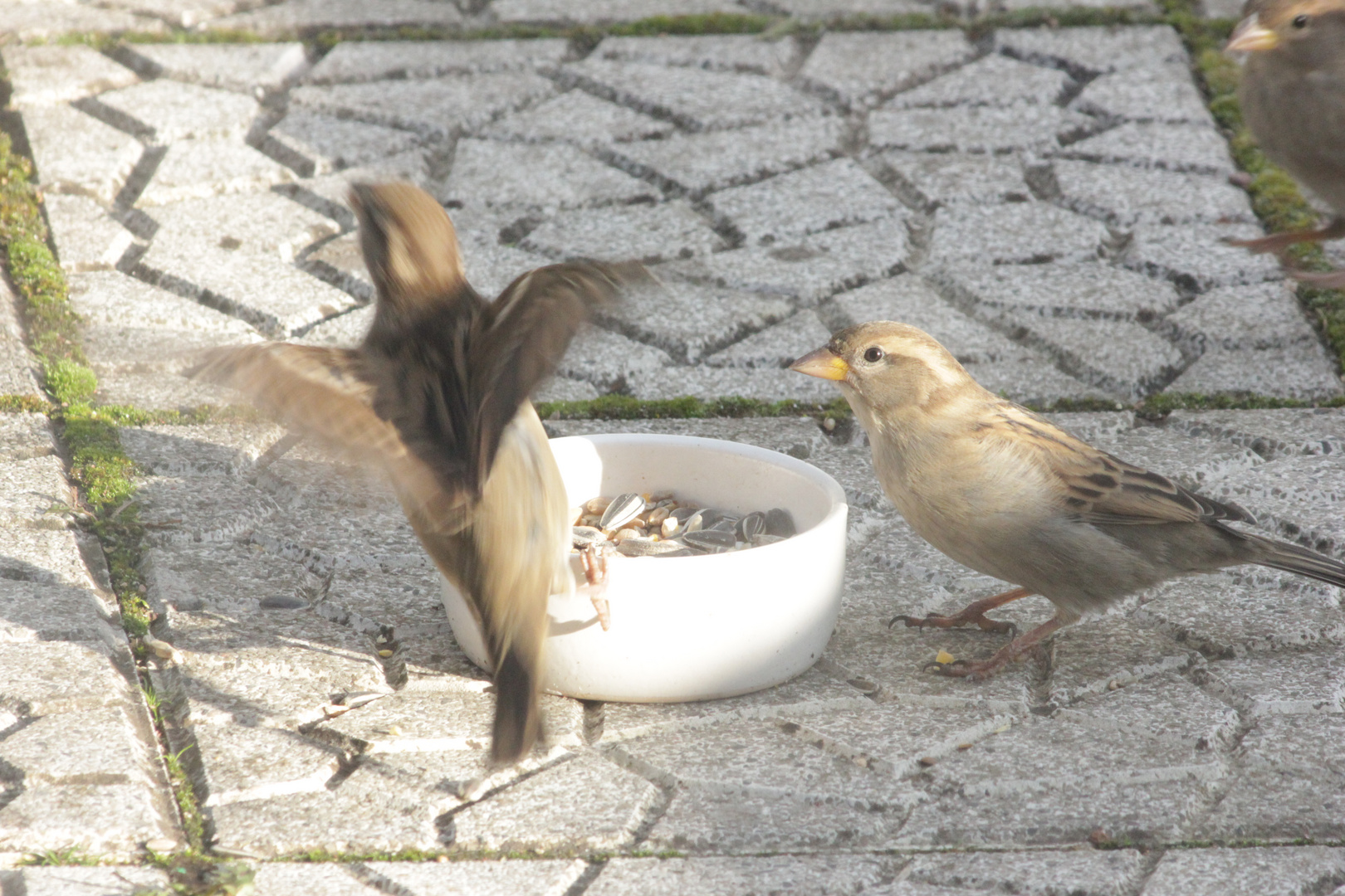 Moineaux au casse croute.