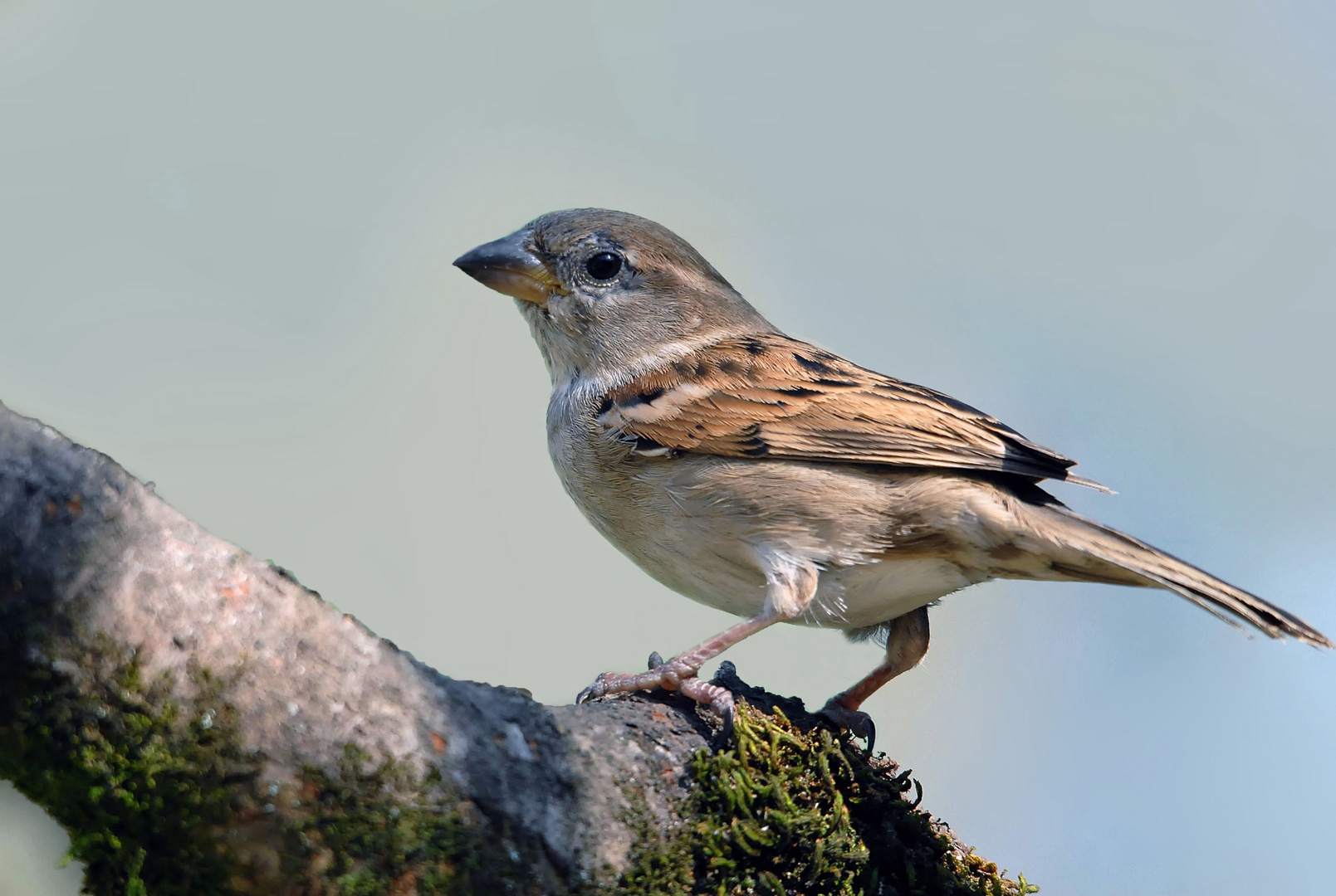 Moinelle domestique (2)