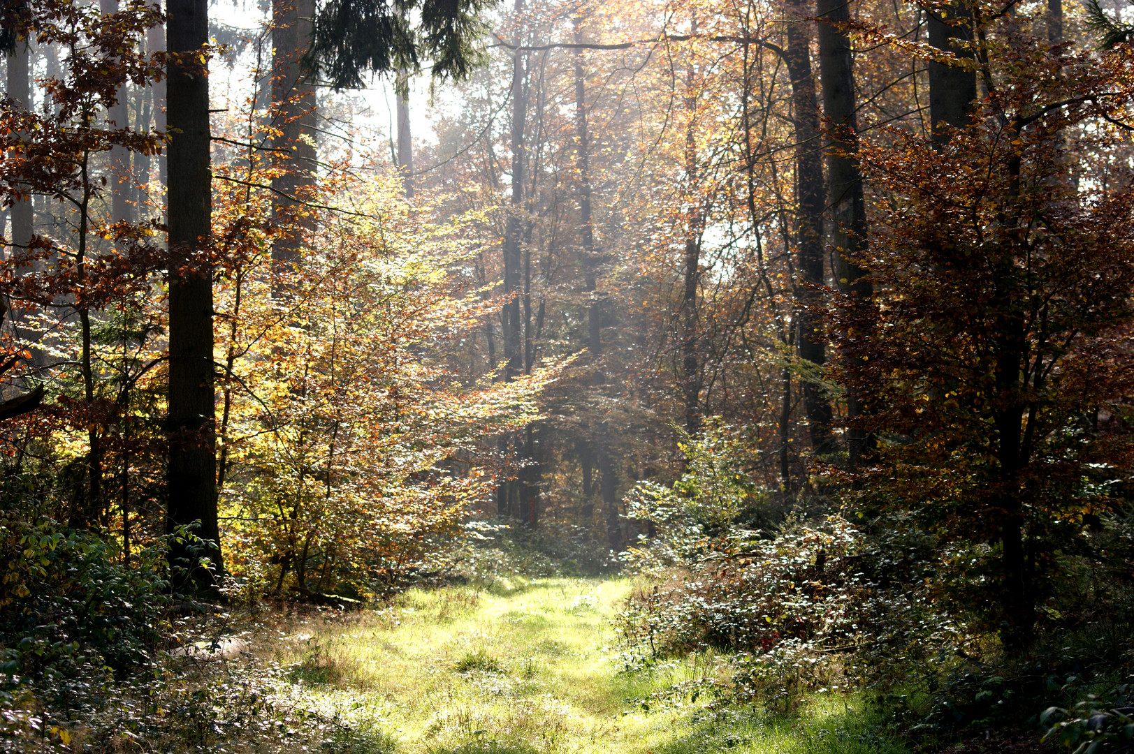 Moischter Wald