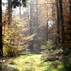 Moischter Wald