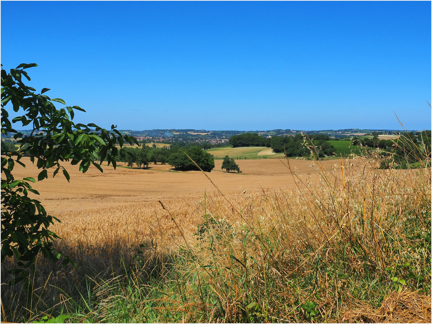 Moissonné entre temps