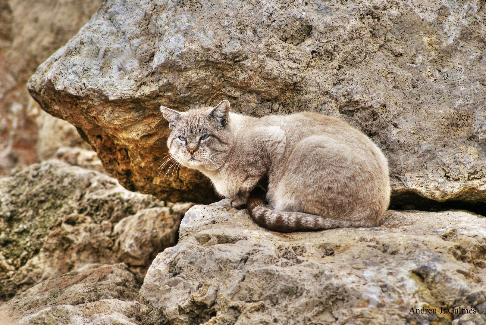 Moix de pedra