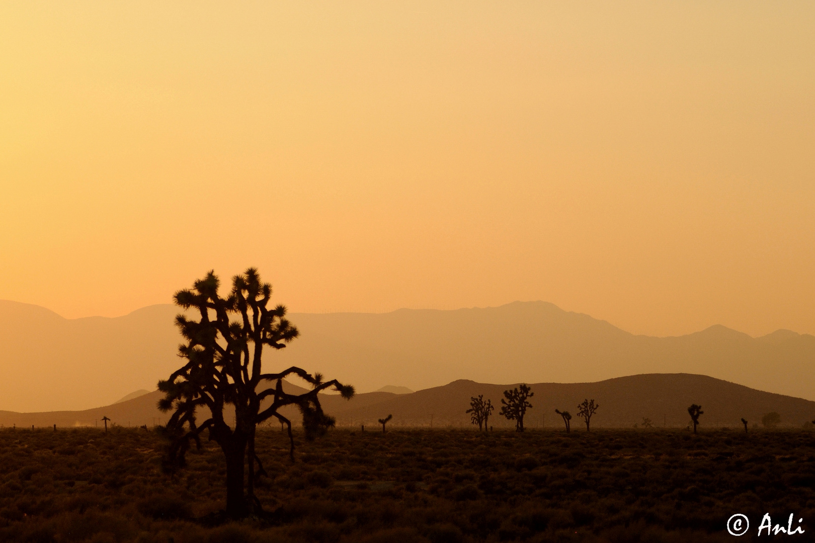 Mojave Desert