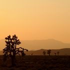 Mojave Desert