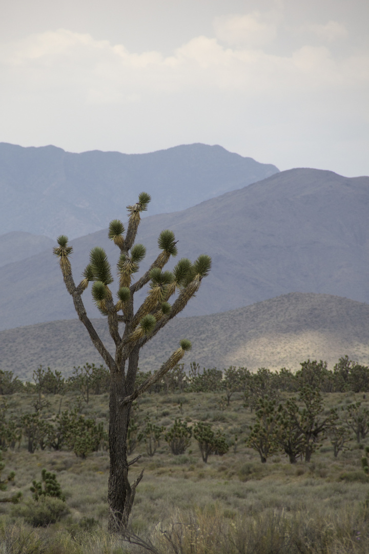 Mojave Desert