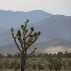 Mojave Desert