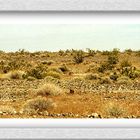 mojave desert