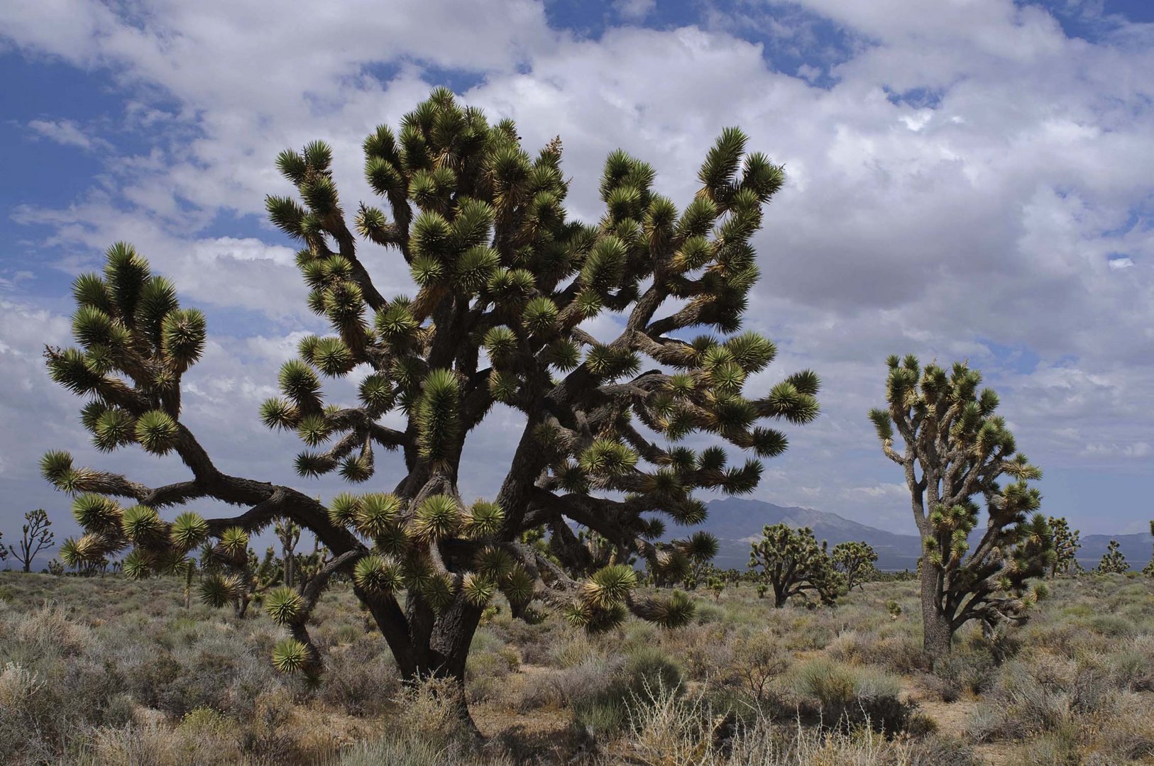 Mojave Desert --- Joshua-Tree