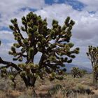 Mojave Desert --- Joshua-Tree