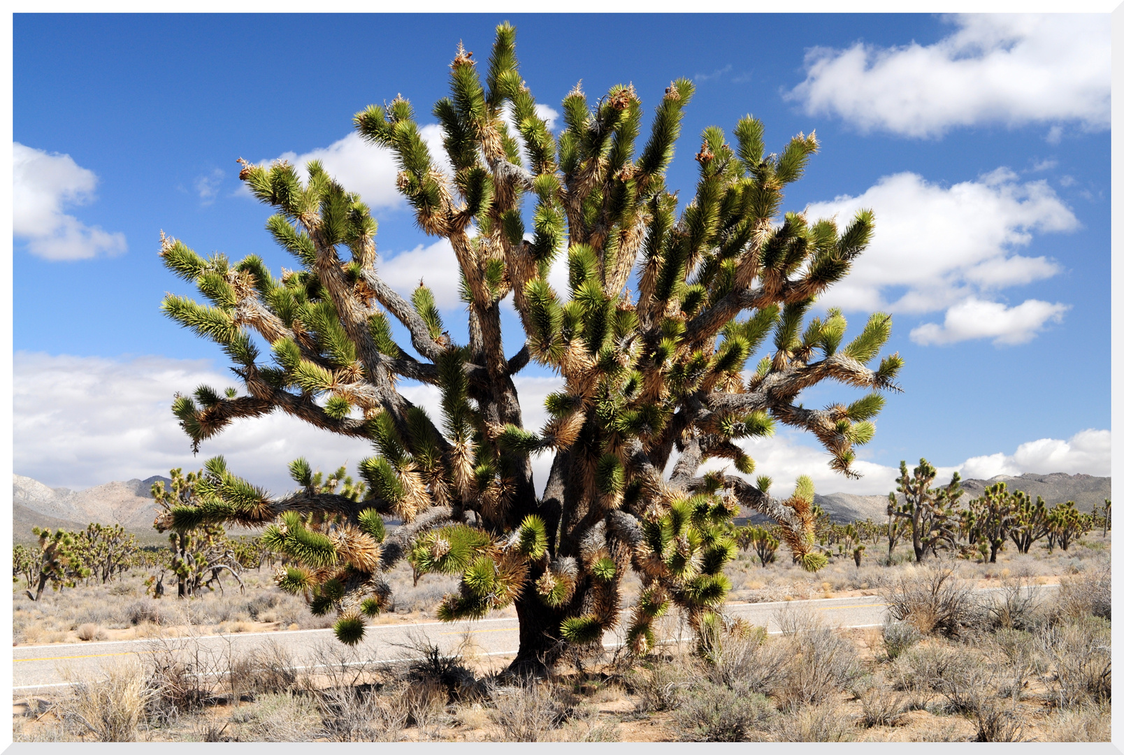 Mojave Kalifornien, Joshua Tree