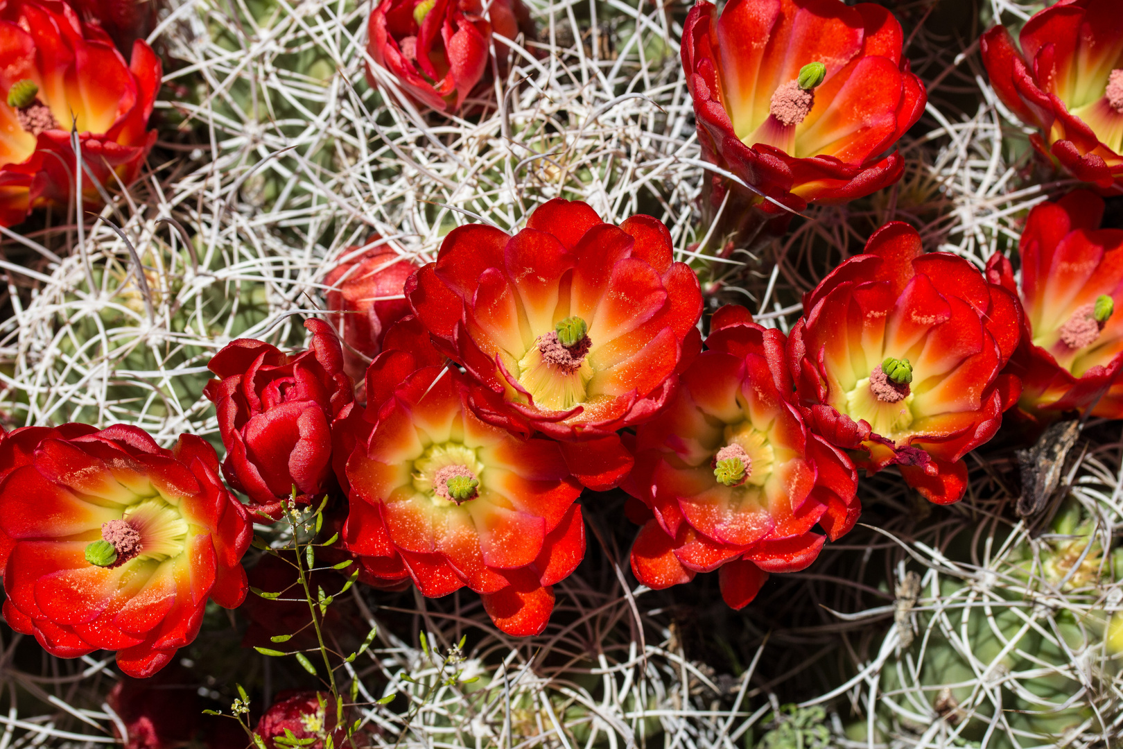 Mojave mound cactus