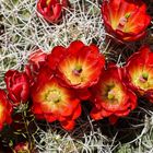 Mojave mound cactus