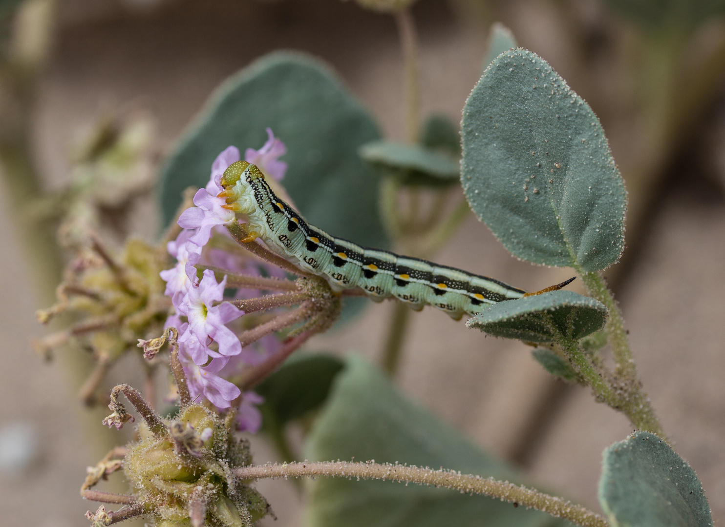 Mojave sand-verbena