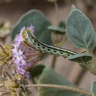 Mojave sand-verbena