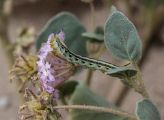 Mojave sand-verbena