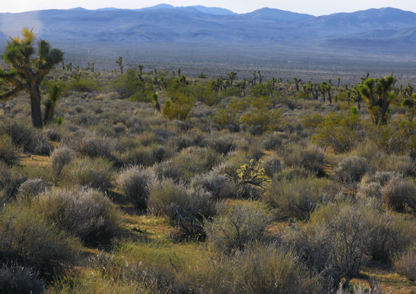 Mojave Scape 1