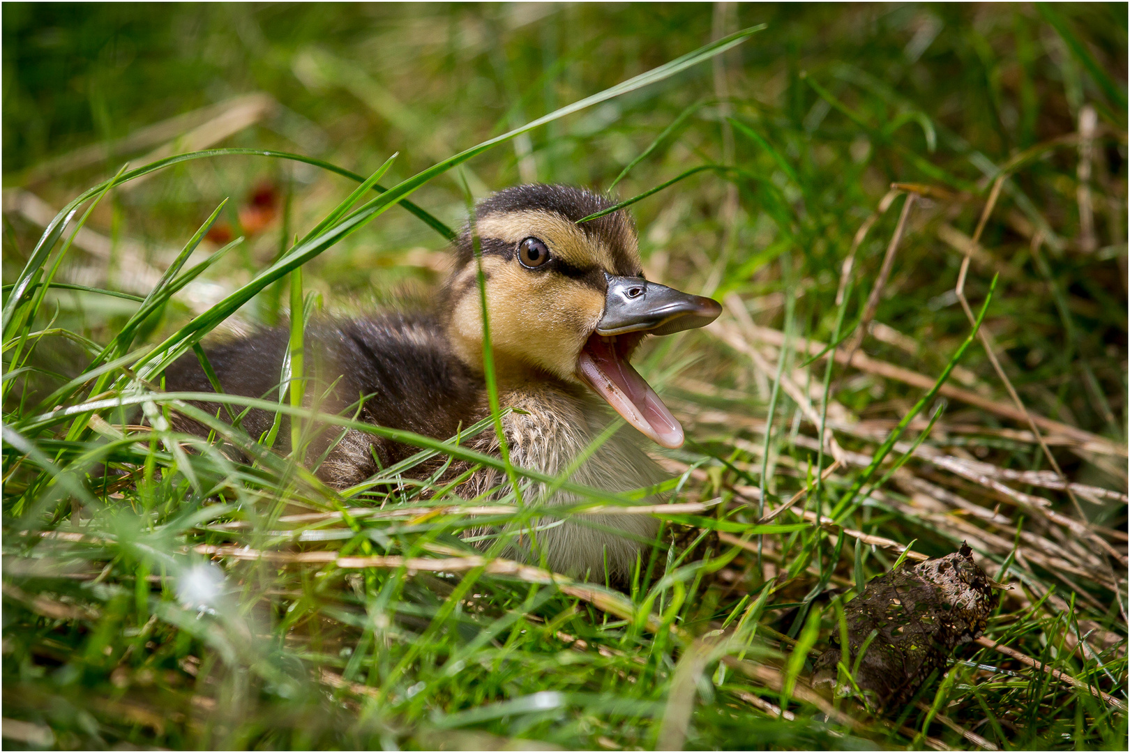 Mojn Foto & Bild wiese, natur, niedlich Bilder auf