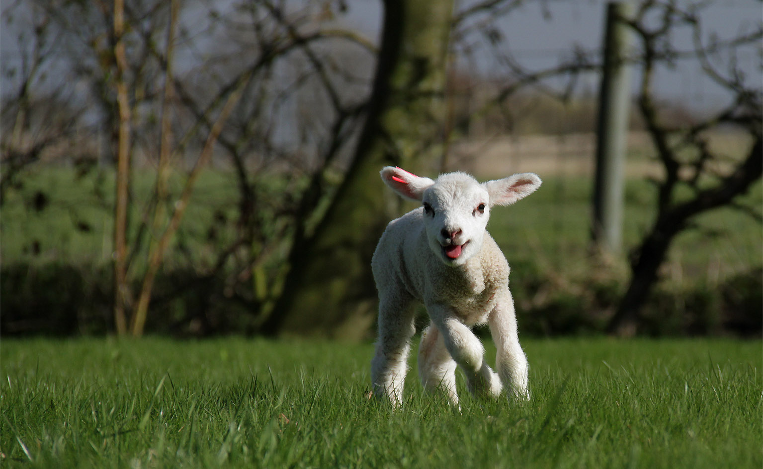 Moki - Ein Lämmchen erobert die Welt Foto &amp; Bild | tiere, tierkinder ...