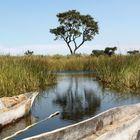 Mokoro Tour im Okavango