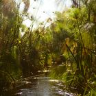 Mokorotour im Okavango-Delta