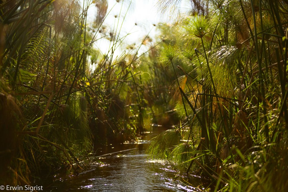 Mokorotour im Okavango-Delta