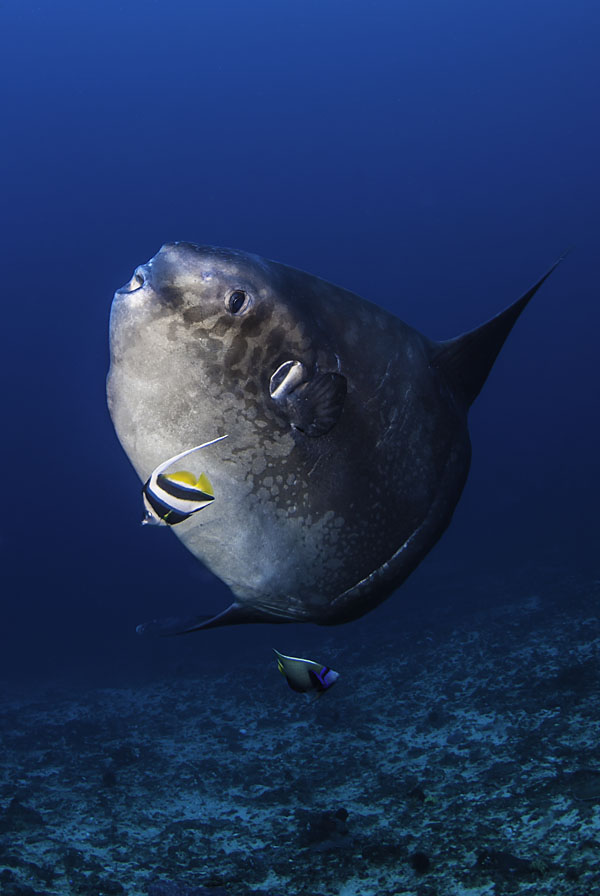 Mola Mola