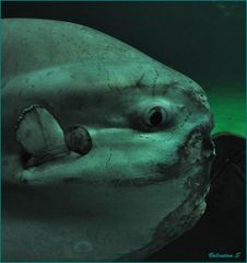 Mola mola