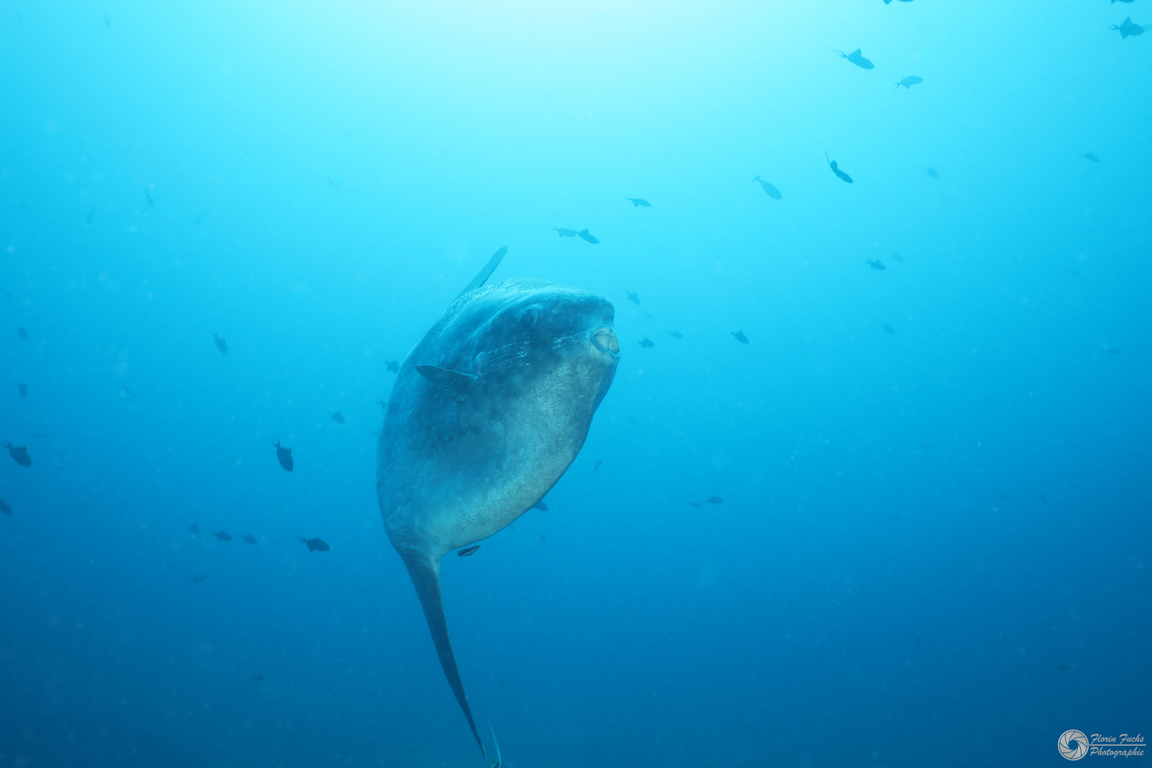 Mola Mola