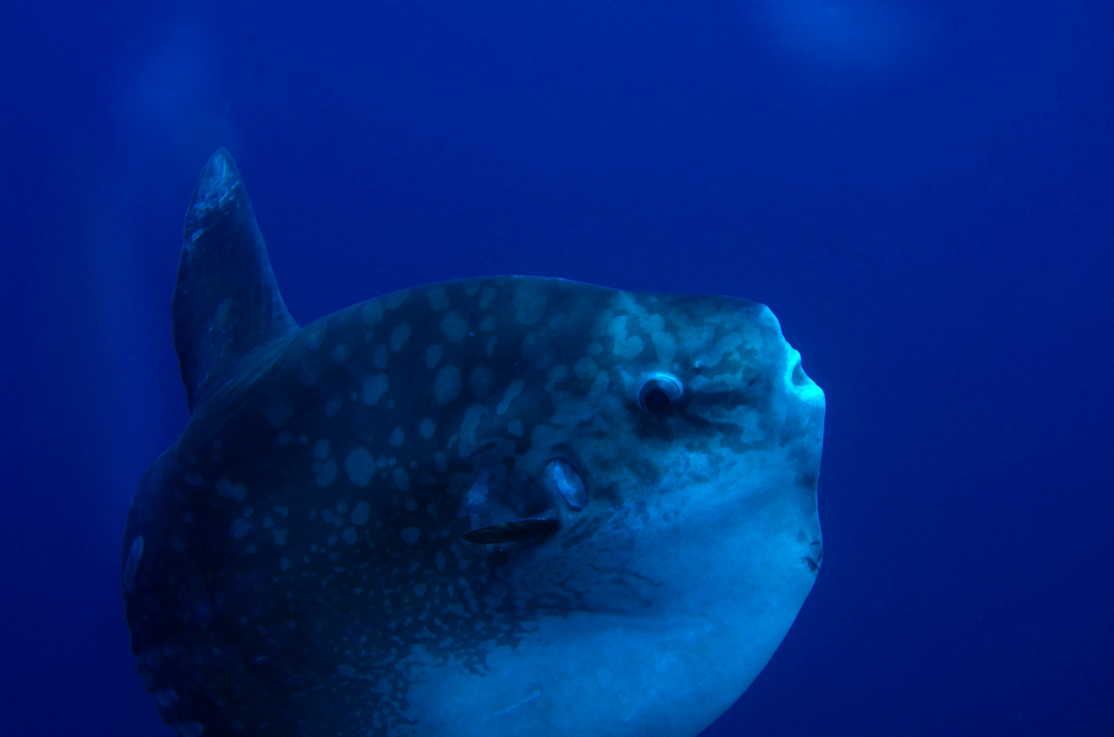 Mola Mola moonfish