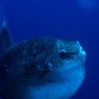 Mola Mola moonfish