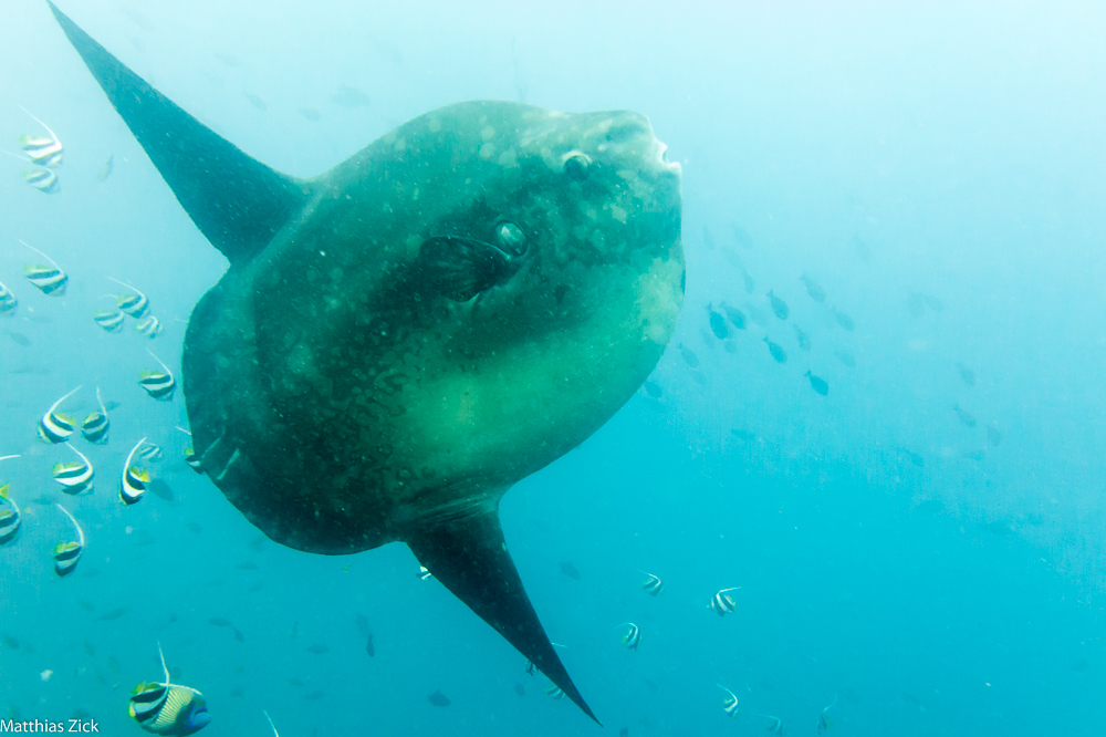 MOLA MOLA (Sunfish)