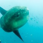 MOLA MOLA (Sunfish)